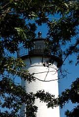 West Chop Lighthouse Tower Behind Oak Tree